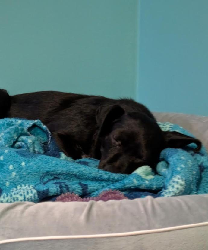 Elvira - bonded with Canelita, a ADOPTABLE mixed breed in Rochester, MN image 4/6