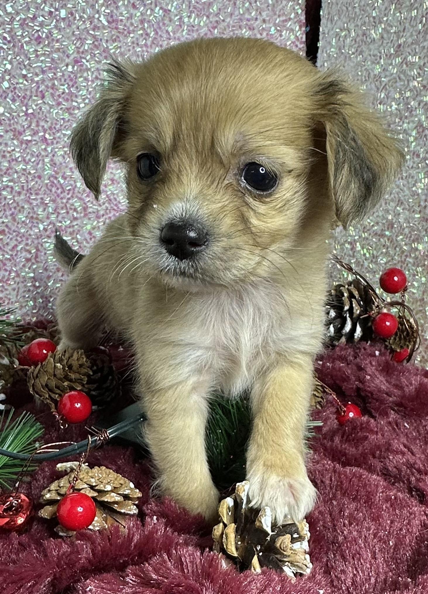 Bean , ADOPTABLE, Puppy Male Chihuahua & Yorkie Poo.
