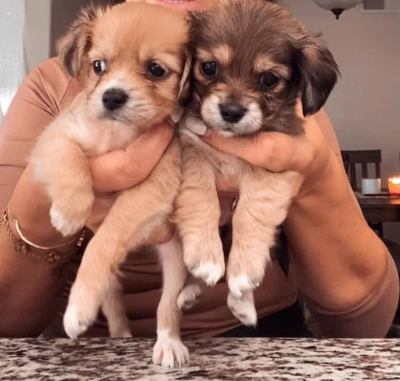 Enlarge Bean , a ADOPTABLE mixed breed in Poway, CA image 3/3