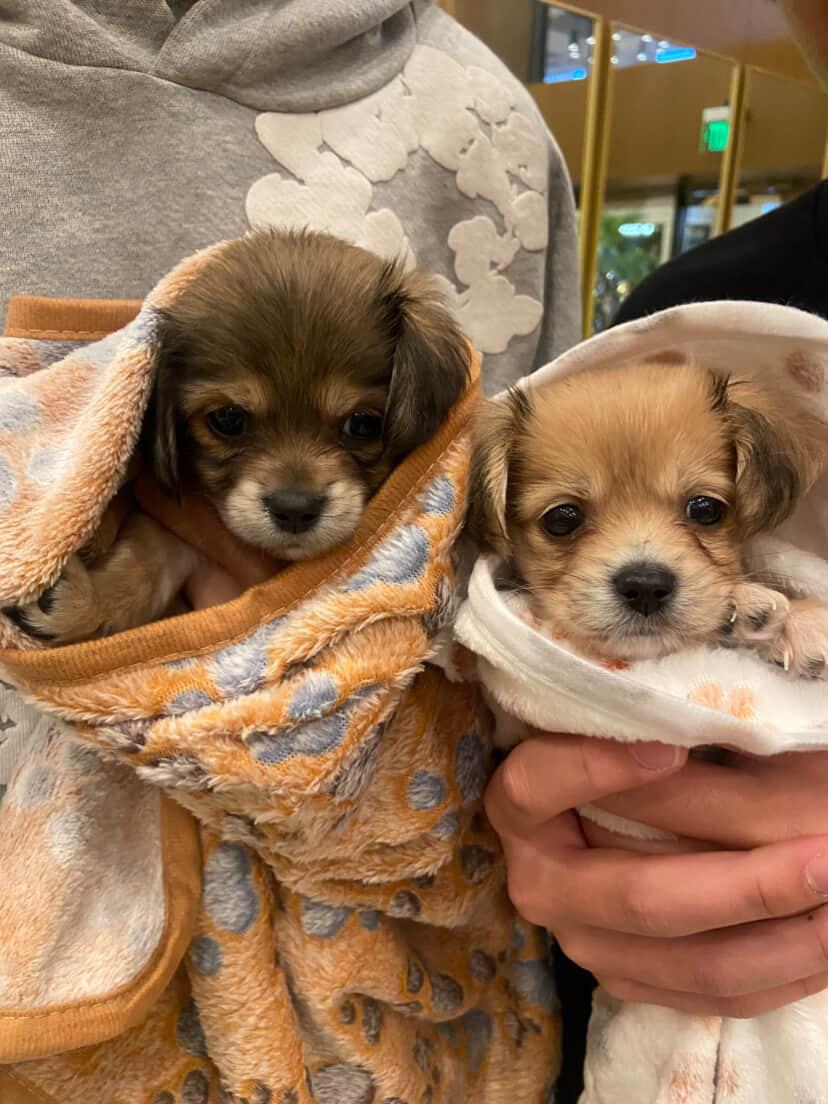 Enlarge Bean , a ADOPTABLE mixed breed in Poway, CA image 2/3