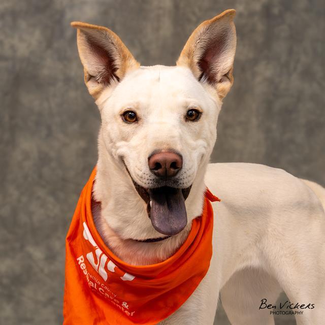 HONEY, Adoptable, Young Female Labrador Retriever & Mixed Breed.