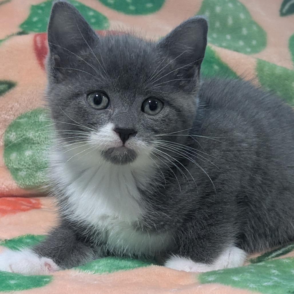 Princess (Raspberry), Adoptable, Kitten Female Domestic Short Hair.