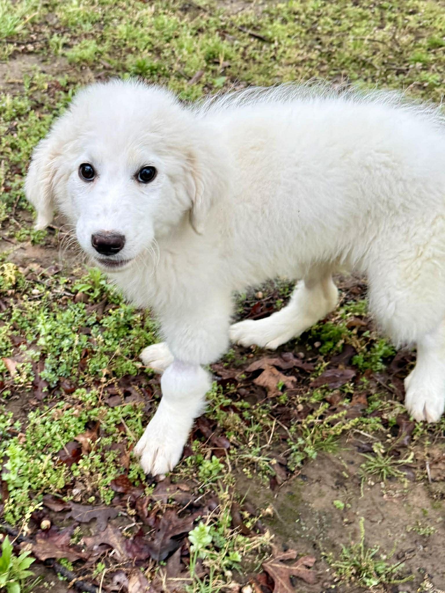 Enlarge Michelle Visage , a ADOPTABLE Great Pyrenees in Kiowa, OK image 5/5