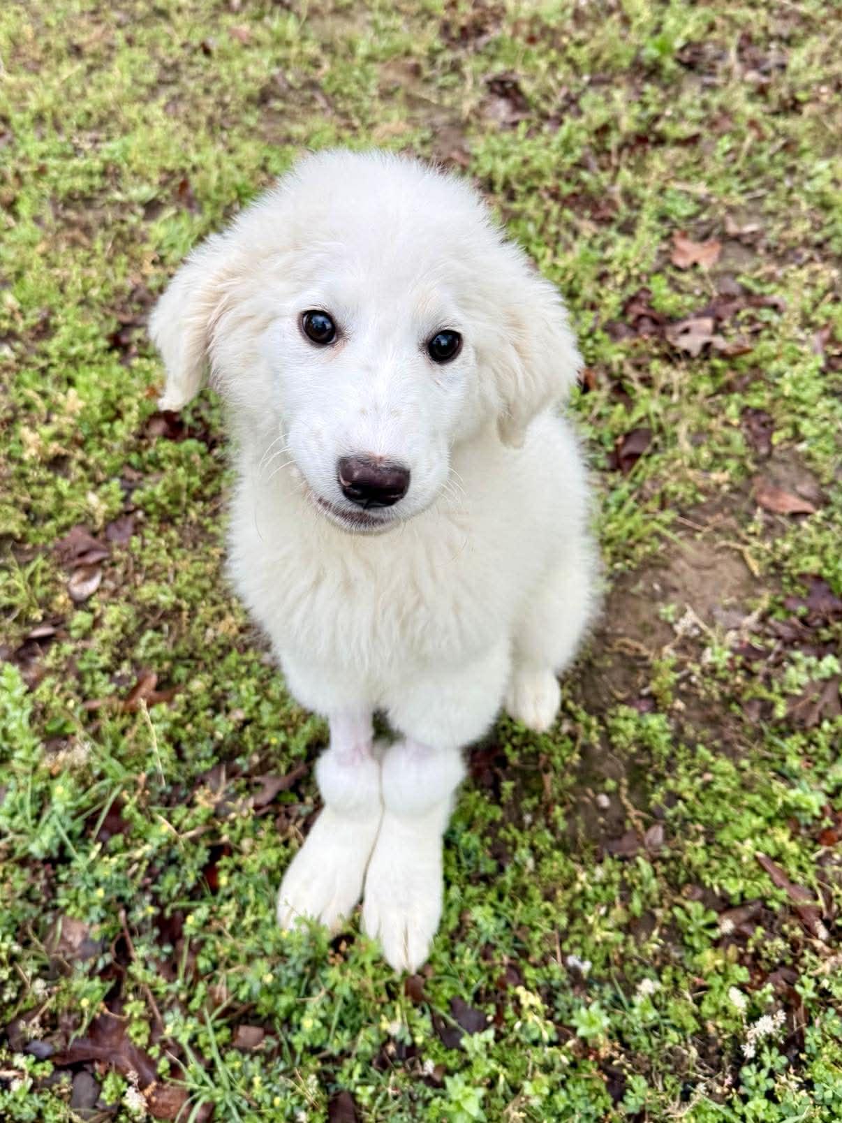 Enlarge Michelle Visage , a ADOPTABLE Great Pyrenees in Kiowa, OK image 3/5
