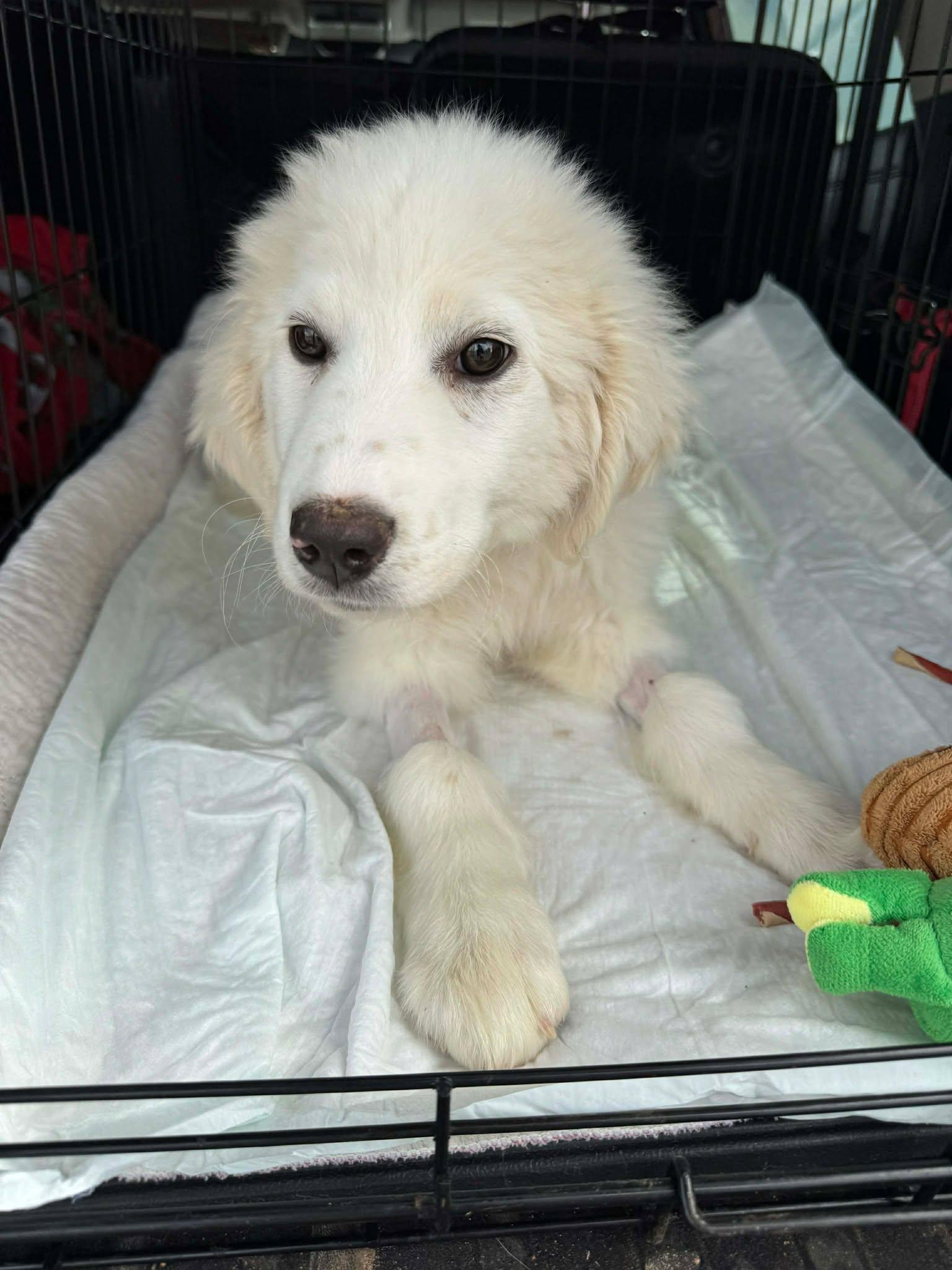 Enlarge Michelle Visage , a ADOPTABLE Great Pyrenees in Kiowa, OK image 1/5