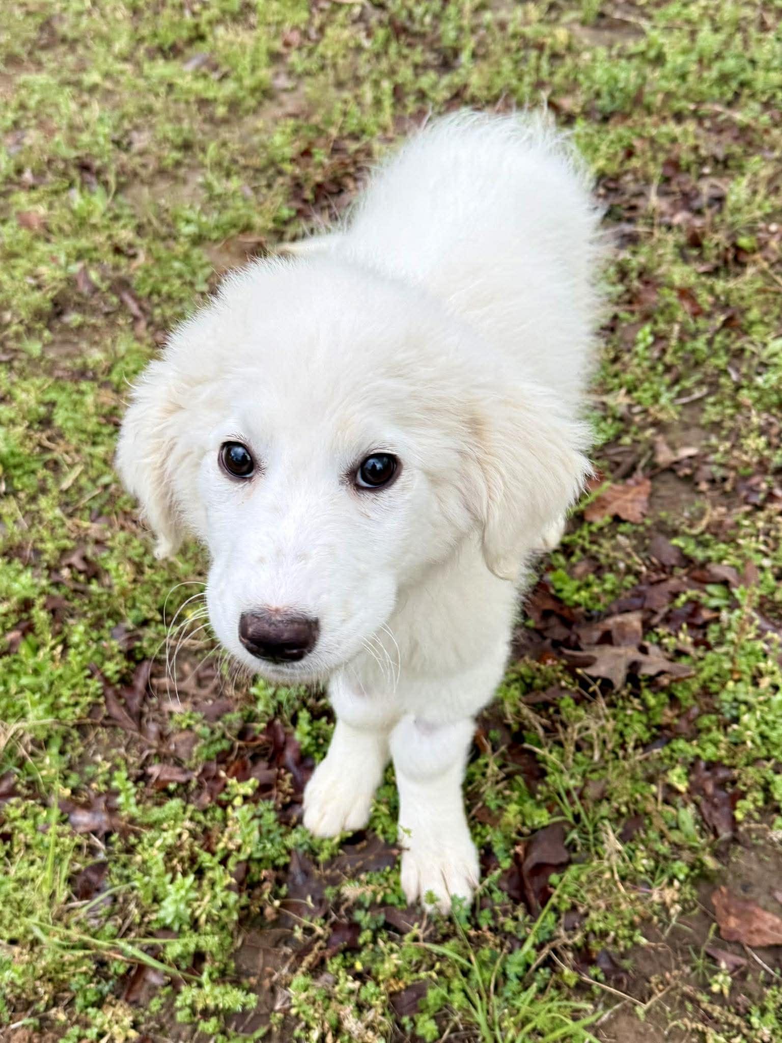 Enlarge Michelle Visage , a ADOPTABLE Great Pyrenees in Kiowa, OK image 4/5