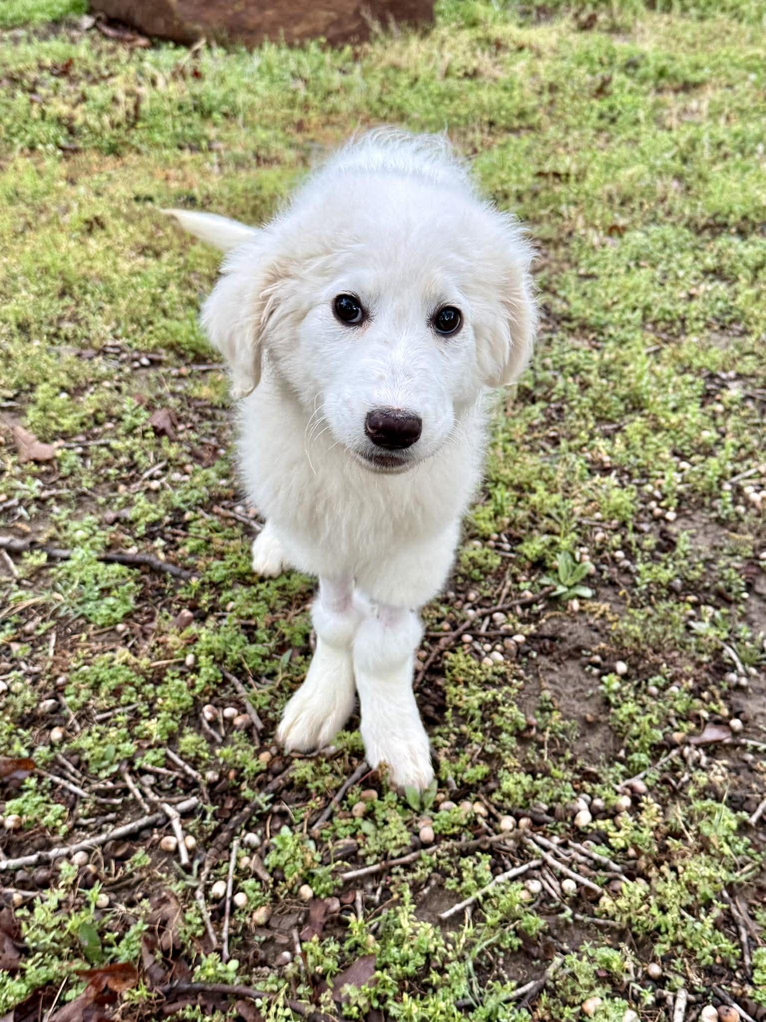 Enlarge Michelle Visage , a ADOPTABLE Great Pyrenees in Kiowa, OK image 2/5