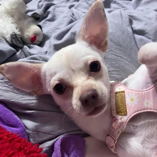 Enlarge Opall, a Adoptable Chihuahua in Martinsburg, WV image 1/4