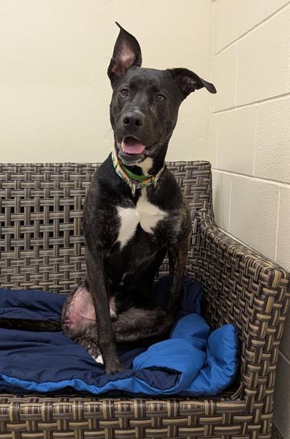 Enlarge Horace, a ADOPTABLE Mixed Breed in Westbrook, ME image 3/3