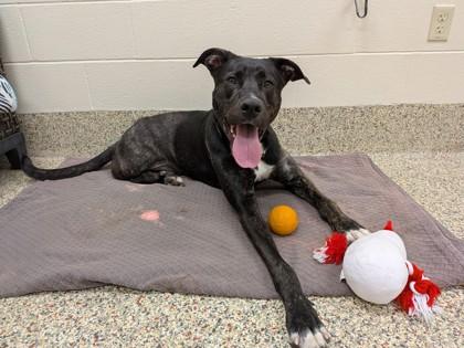 Enlarge Horace, a ADOPTABLE Mixed Breed in Westbrook, ME image 2/3