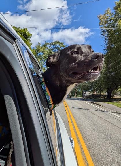 Horace, ADOPTABLE, Adult Male Mixed Breed.