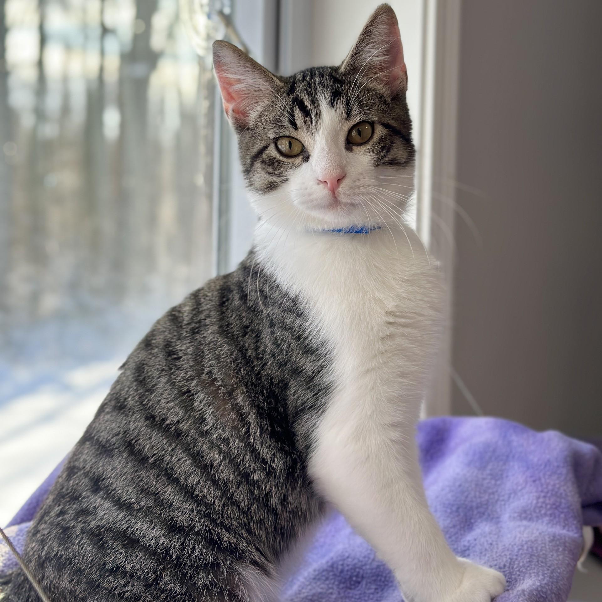 Storm, an adopted Domestic Short Hair in Victor, NY image 6/6