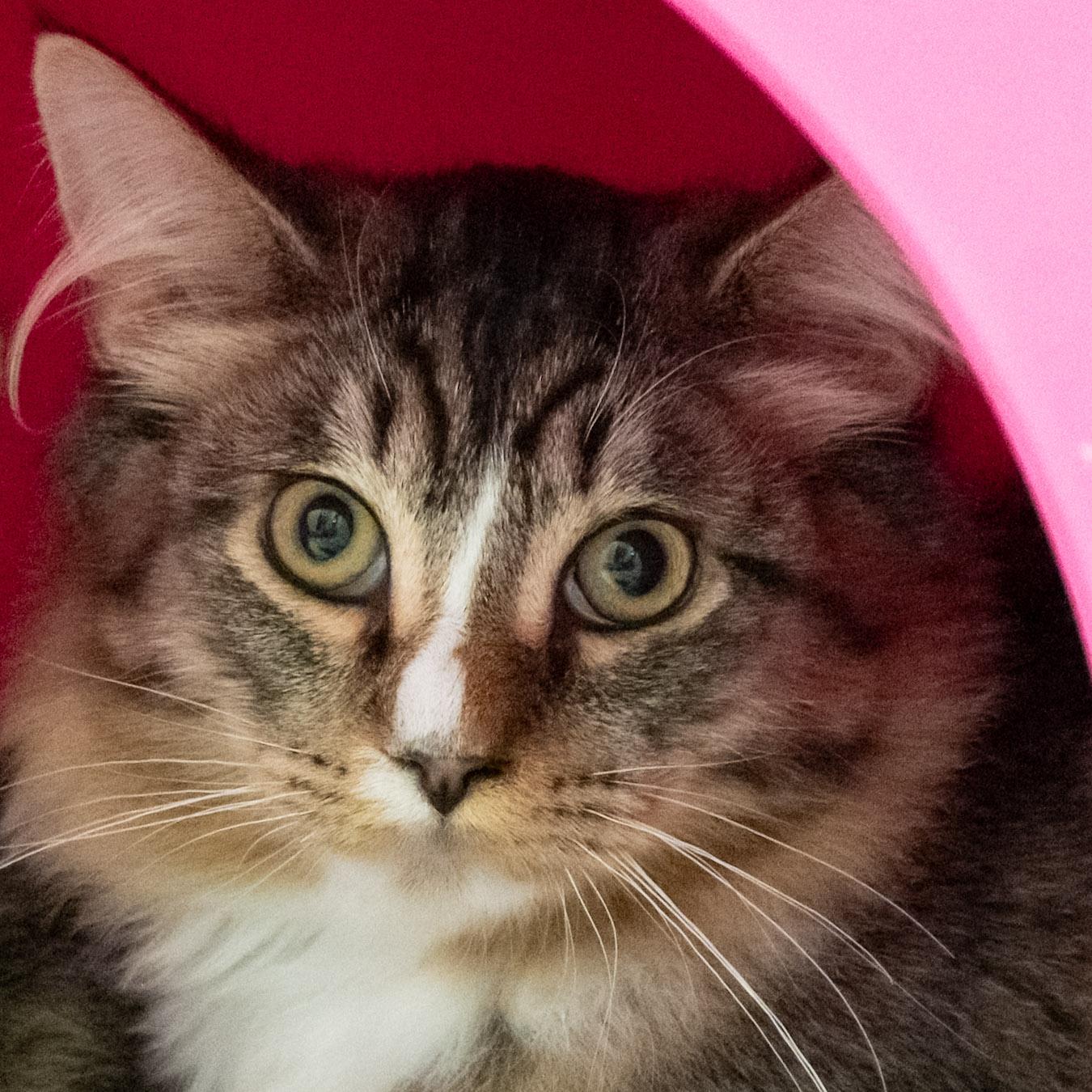 Enlarge Storm, a ADOPTABLE Domestic Short Hair in Victor, NY image 1/6