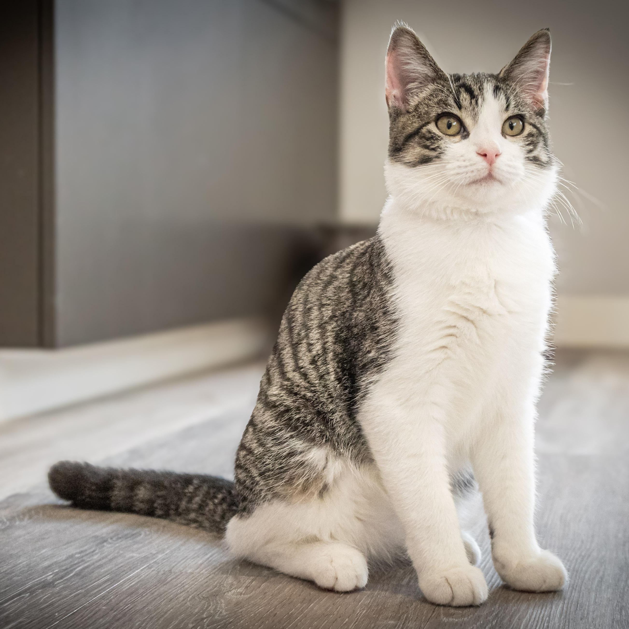 Storm, an adopted Domestic Short Hair in Victor, NY image 1/6