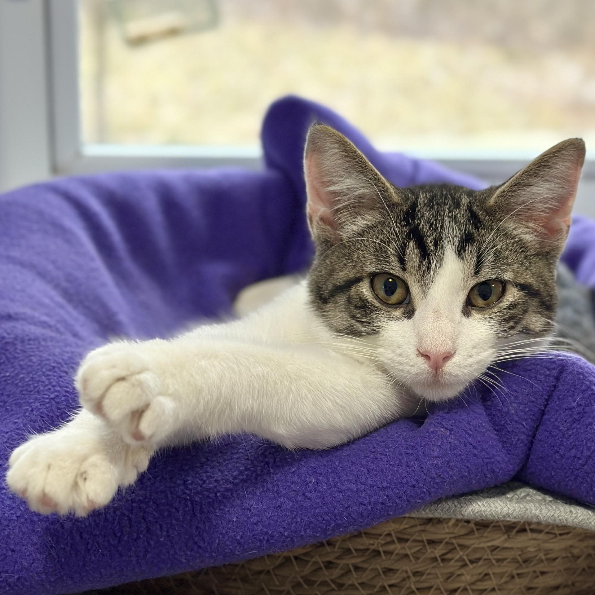 Storm, ADOPTABLE, Young Male Domestic Short Hair.