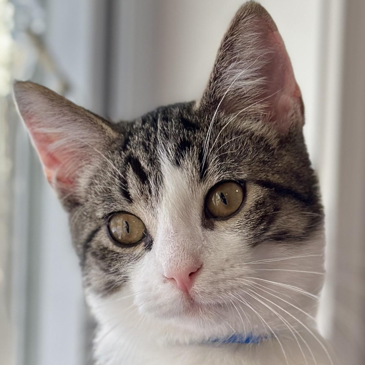 Storm, an adopted Domestic Short Hair in Victor, NY image 2/6