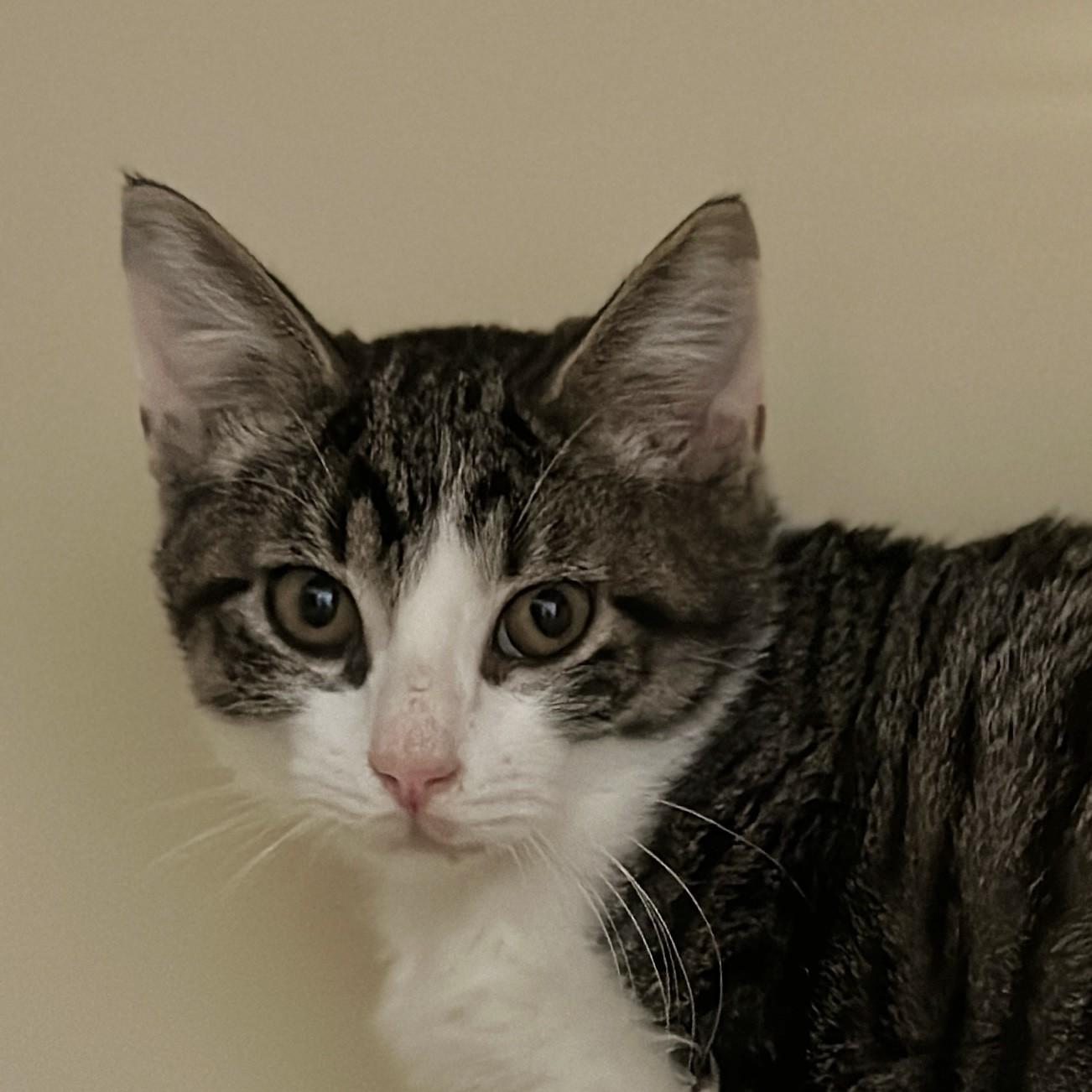 Enlarge Storm, a ADOPTABLE Domestic Short Hair in Victor, NY image 5/6