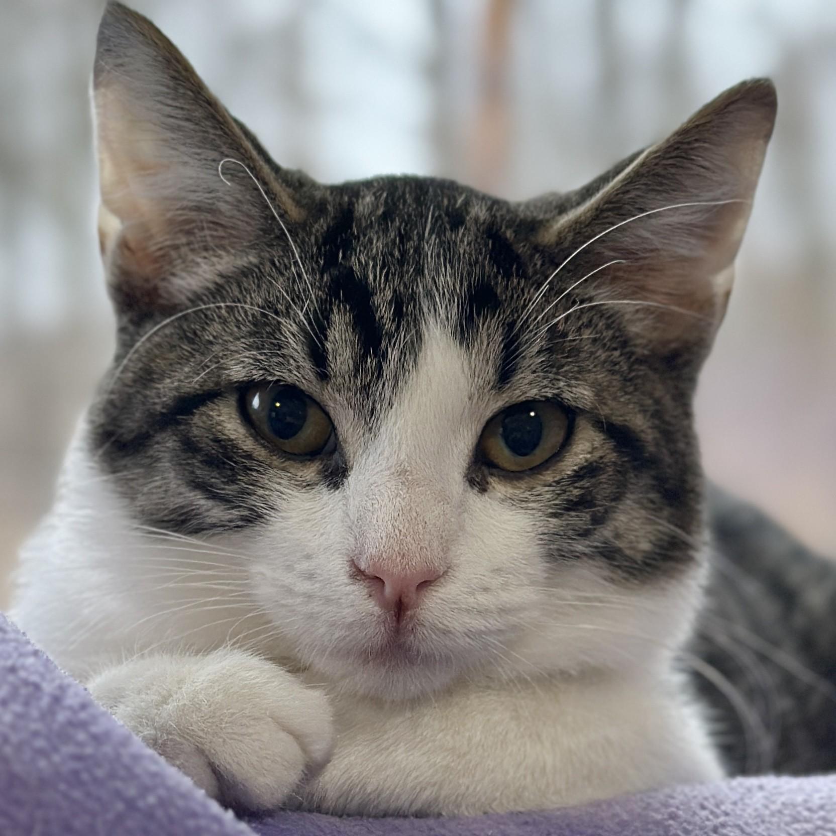 Enlarge Storm, a ADOPTABLE Domestic Short Hair in Victor, NY image 4/6