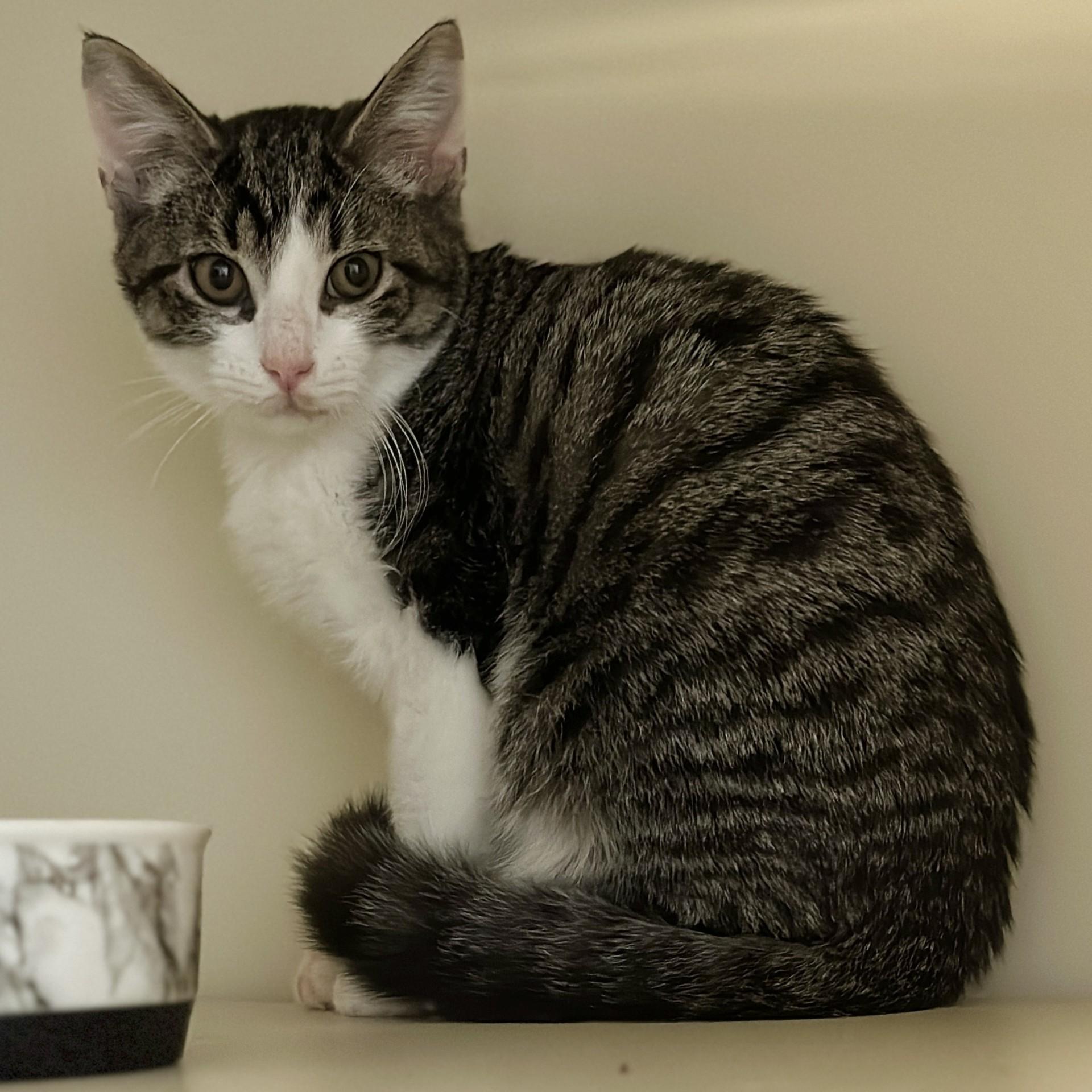 Enlarge Storm, a ADOPTABLE Domestic Short Hair in Victor, NY image 6/6