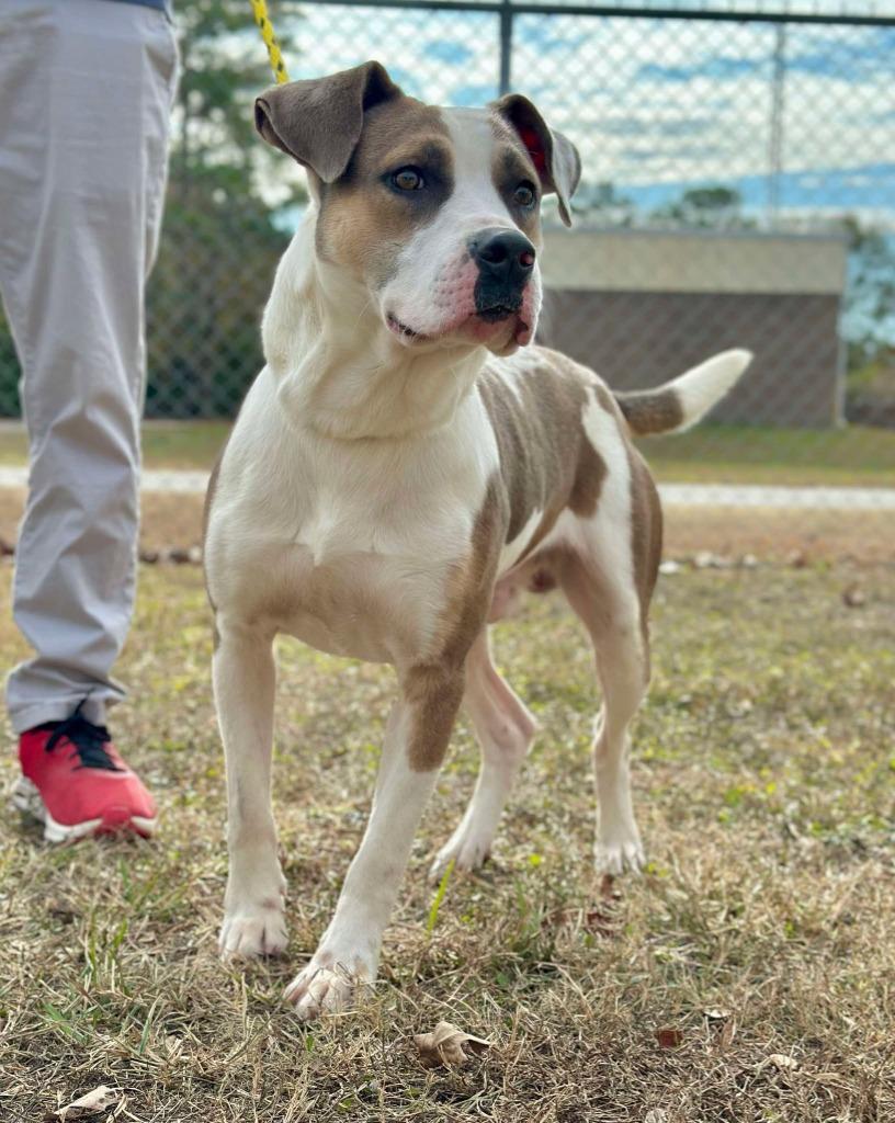 Trooper, Adoptable, Adult Male Mixed Breed.