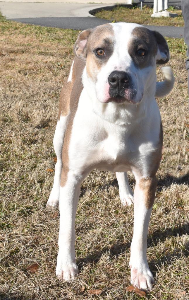 Enlarge Trooper, a Adoptable mixed breed in Kingsland, GA image 2/6