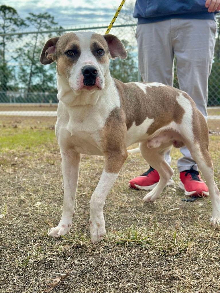 Enlarge Trooper, a Adoptable mixed breed in Kingsland, GA image 3/6