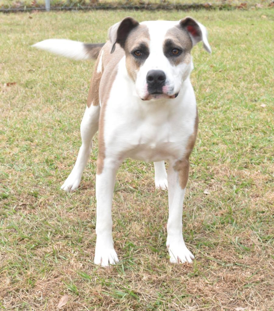 Enlarge Trooper, a Adoptable mixed breed in Kingsland, GA image 4/6
