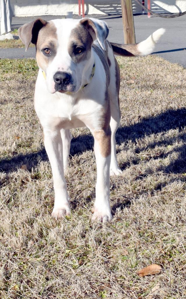 Enlarge Trooper, a Adoptable mixed breed in Kingsland, GA image 5/6