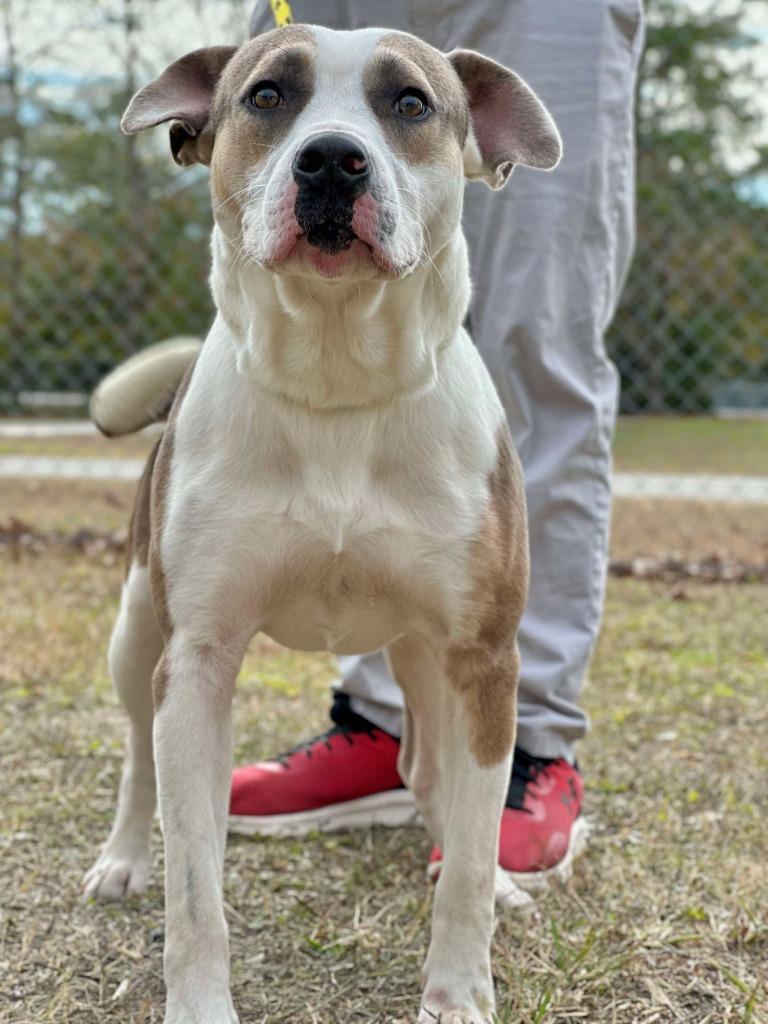 Enlarge Trooper, a Adoptable mixed breed in Kingsland, GA image 6/6