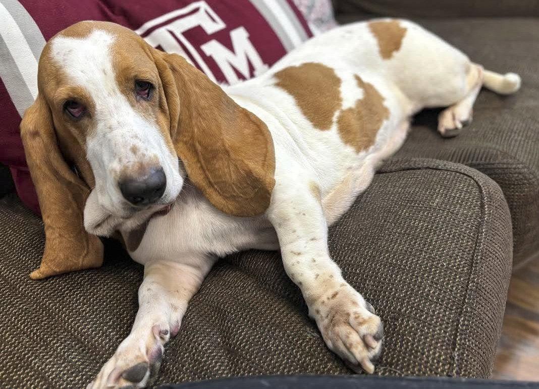 JAZZY, Adoptable, Young Female Basset Hound.