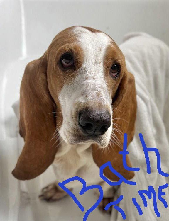 Enlarge JAZZY, a Adoptable Basset Hound in Mays Landing, NJ image 2/3
