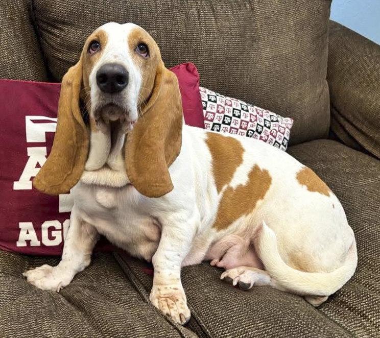 Enlarge JAZZY, a Adoptable Basset Hound in Mays Landing, NJ image 3/3