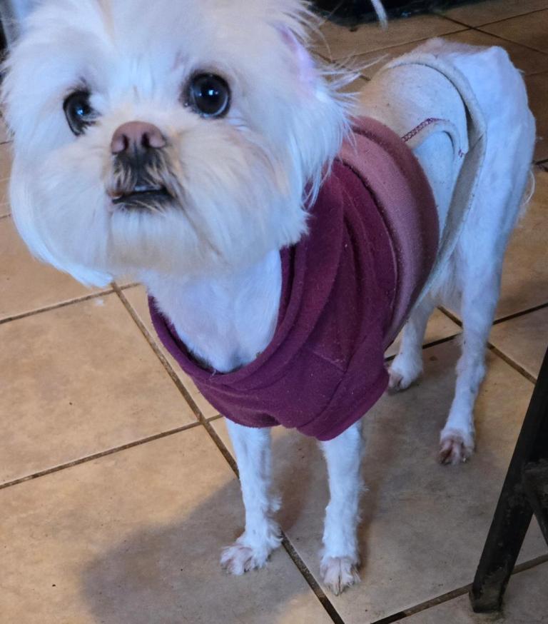 Enlarge Courtney, a Adoptable Maltese in San Antonio, TX image 3/3