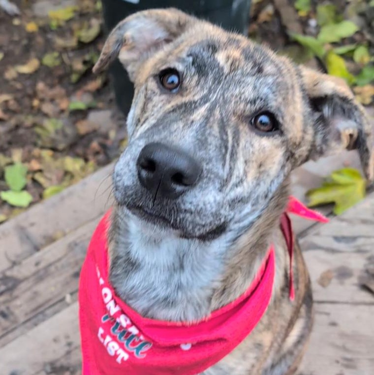 Arlo, Adoptable, Young Male Shepherd.