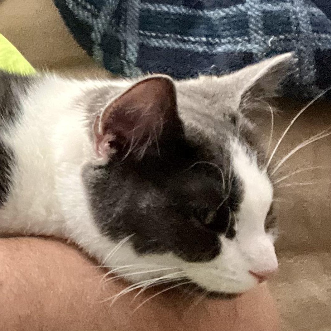 Enlarge Abby, a ADOPTABLE Domestic Short Hair in Indianapolis, IN image 2/5