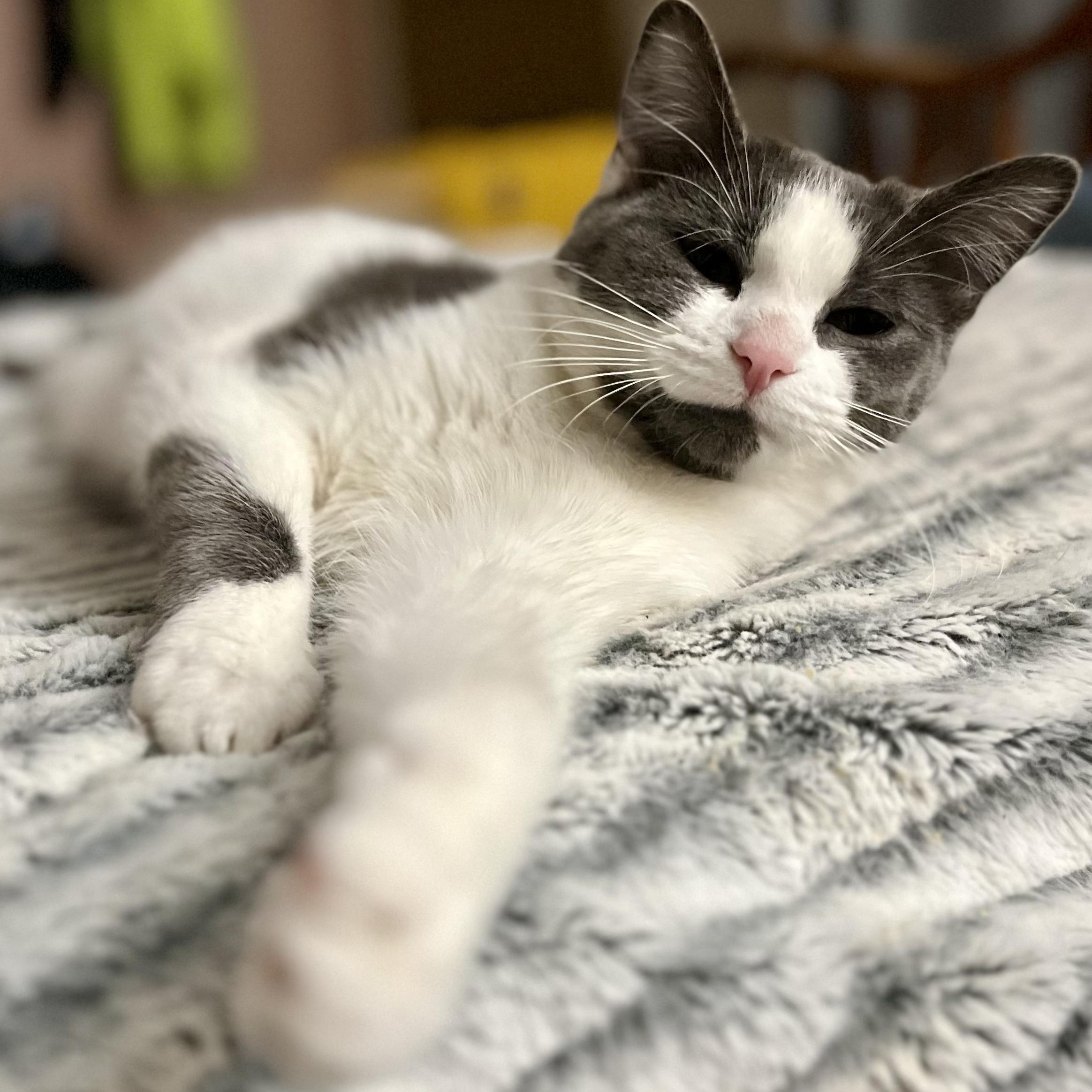 Enlarge Abby, a ADOPTABLE Domestic Short Hair in Indianapolis, IN image 1/5