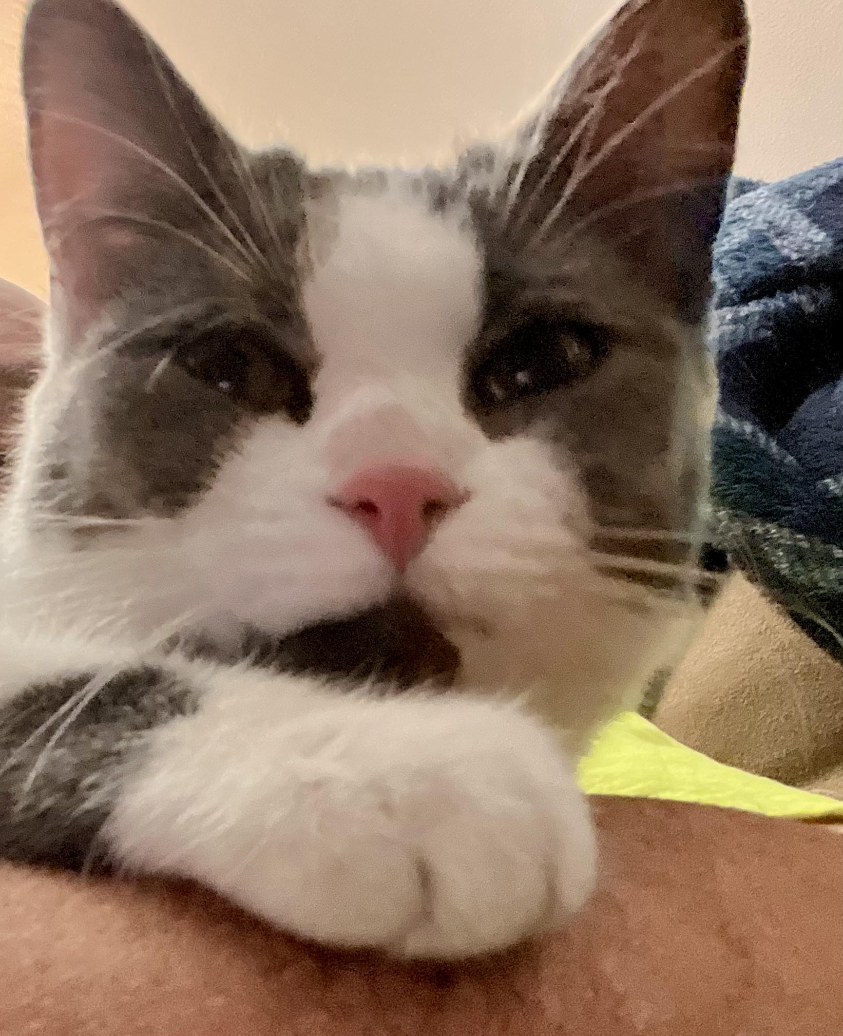 Enlarge Abby, a ADOPTABLE Domestic Short Hair in Indianapolis, IN image 4/5