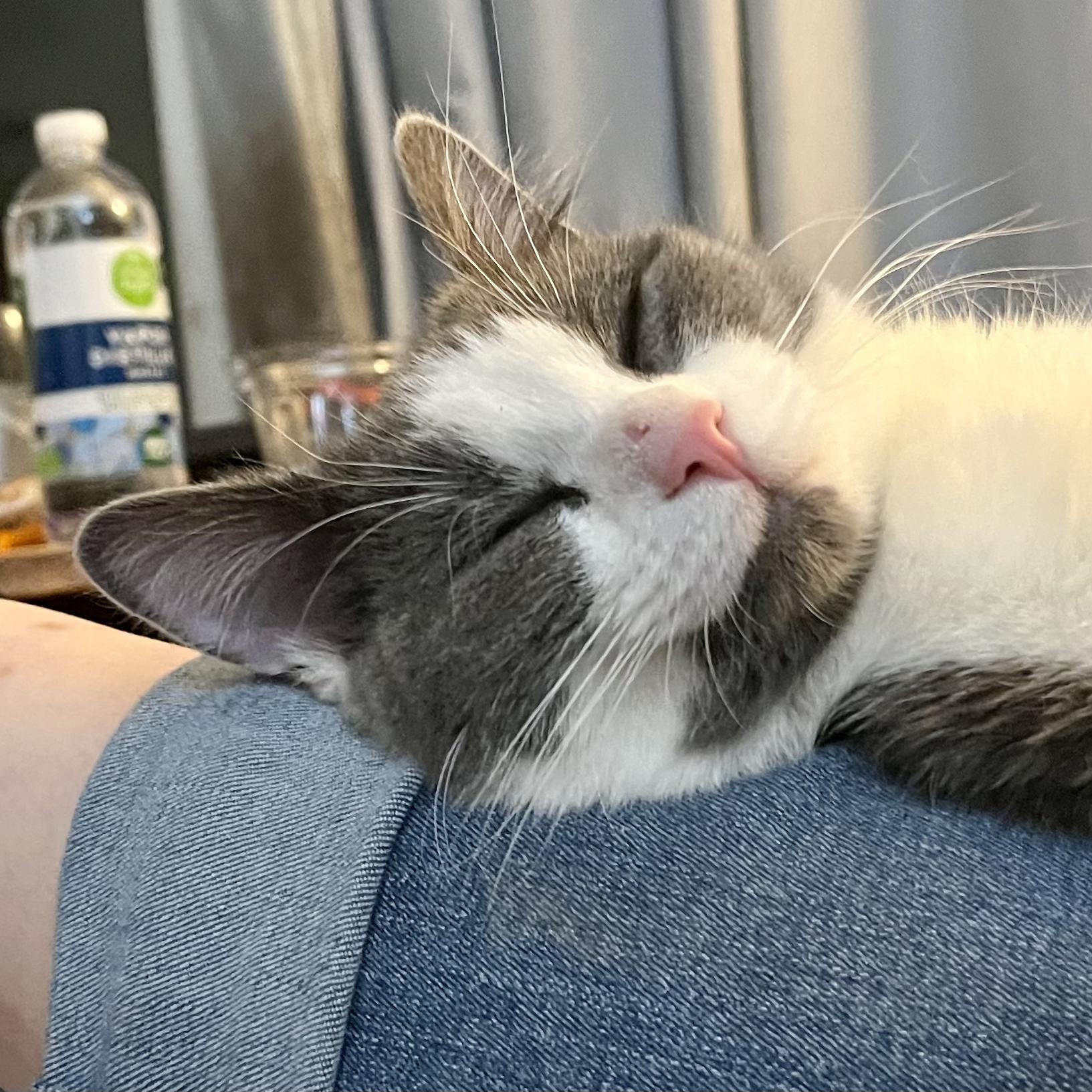 Enlarge Abby, a ADOPTABLE Domestic Short Hair in Indianapolis, IN image 3/5