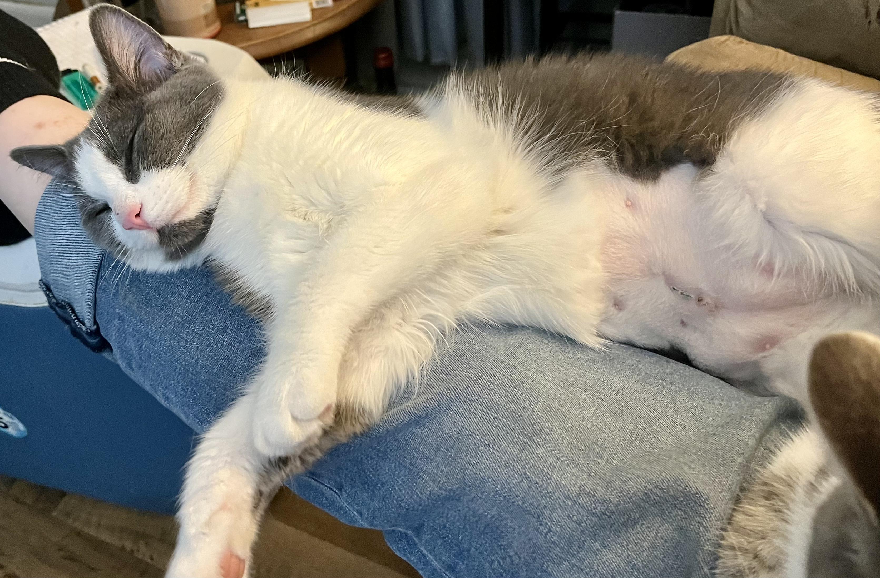 Enlarge Abby, a ADOPTABLE Domestic Short Hair in Indianapolis, IN image 5/5