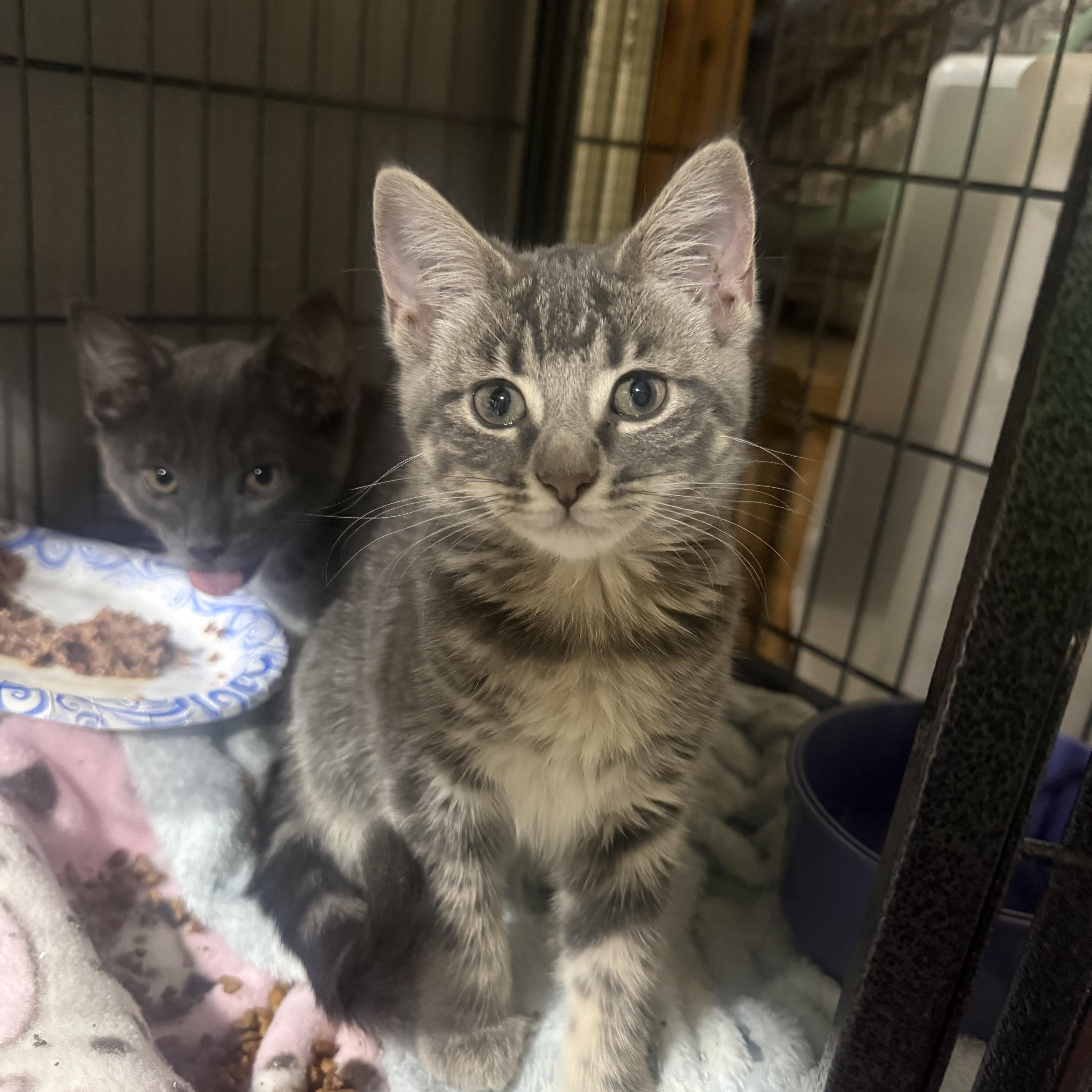 Chancy, ADOPTABLE, Kitten Female American Shorthair.