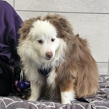 Enlarge Theo, a Adoptable mixed breed in Scotia, NY image 1/3