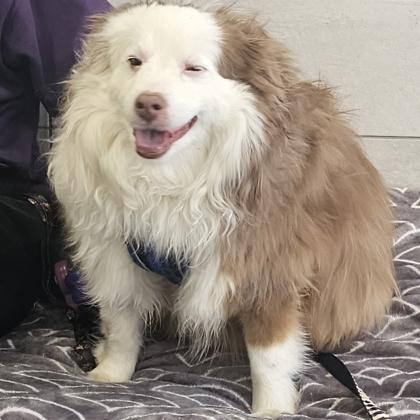 Enlarge Theo, a Adoptable mixed breed in Scotia, NY image 2/3