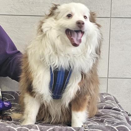 Enlarge Theo, a Adoptable mixed breed in Scotia, NY image 3/3