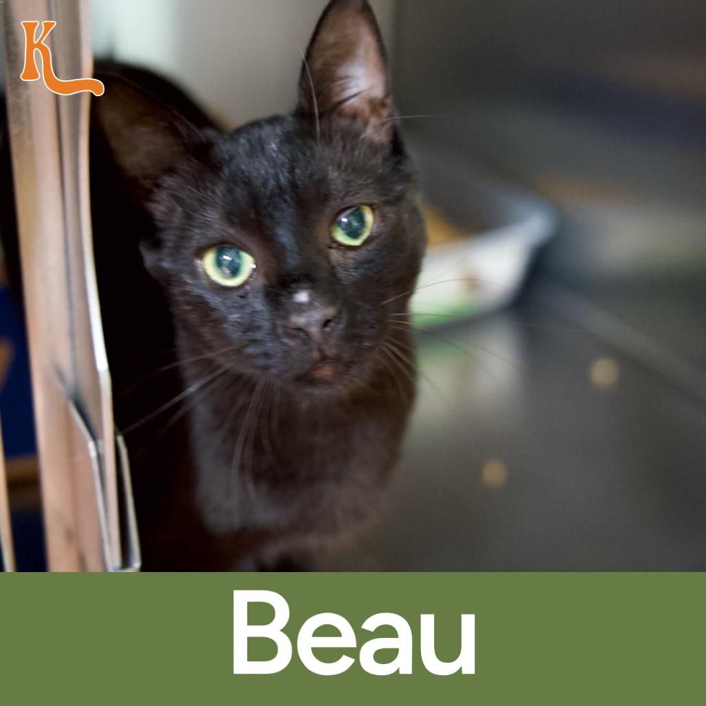 Enlarge Beau, a Adoptable Domestic Short Hair in Desert Hot Springs, CA image 1/1