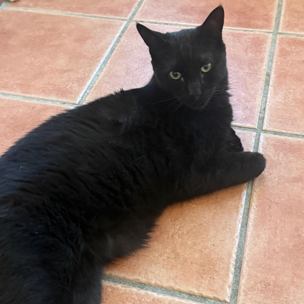 Enlarge Beau, a Adoptable Domestic Short Hair in Desert Hot Springs, CA image 2/3