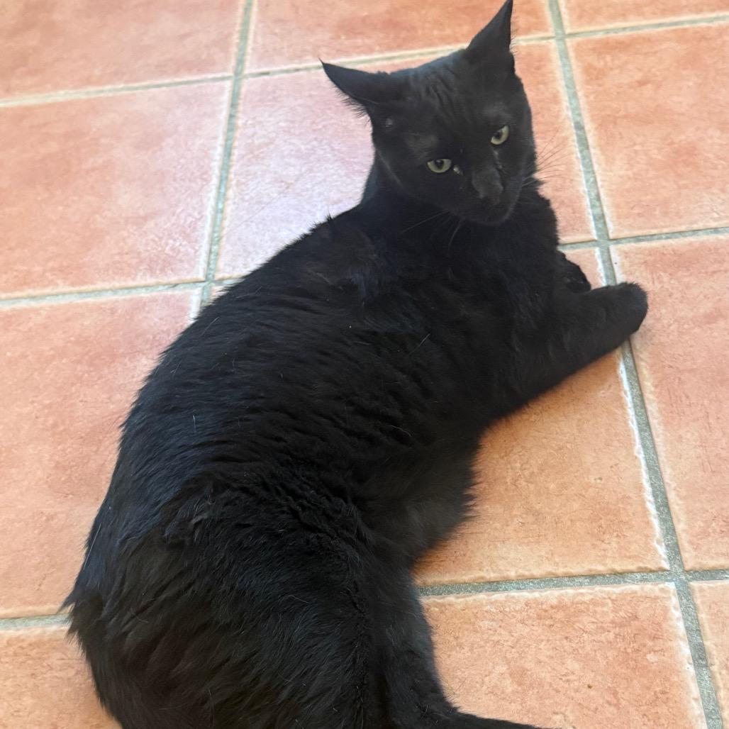 Enlarge Beau, a Adoptable Domestic Short Hair in Desert Hot Springs, CA image 3/3