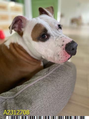 RHODES, Adoptable, Young Male Mixed Breed & Mixed Breed.