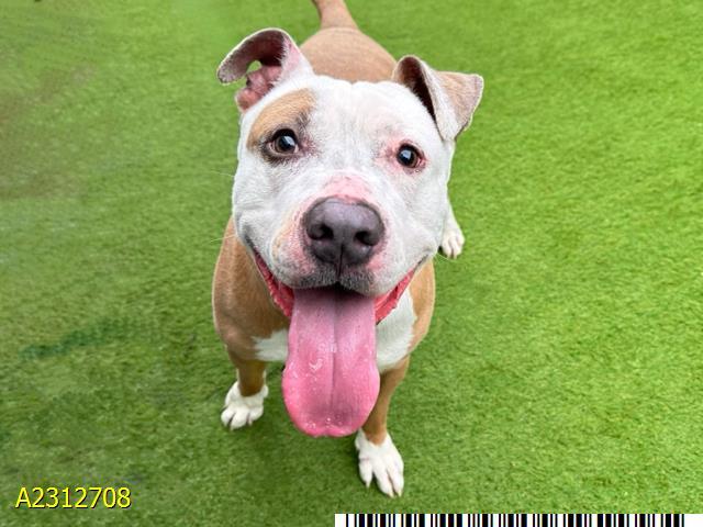 Enlarge RHODES, a Adoptable mixed breed in West Palm Beach, FL image 1/1