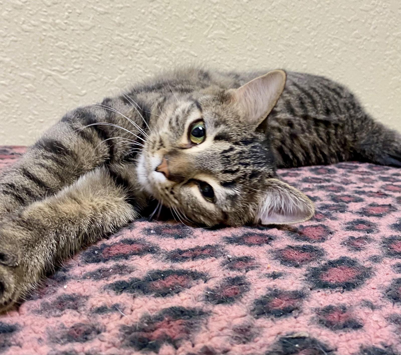 Enlarge Tia, a Adoptable mixed breed in Fargo, ND image 2/2