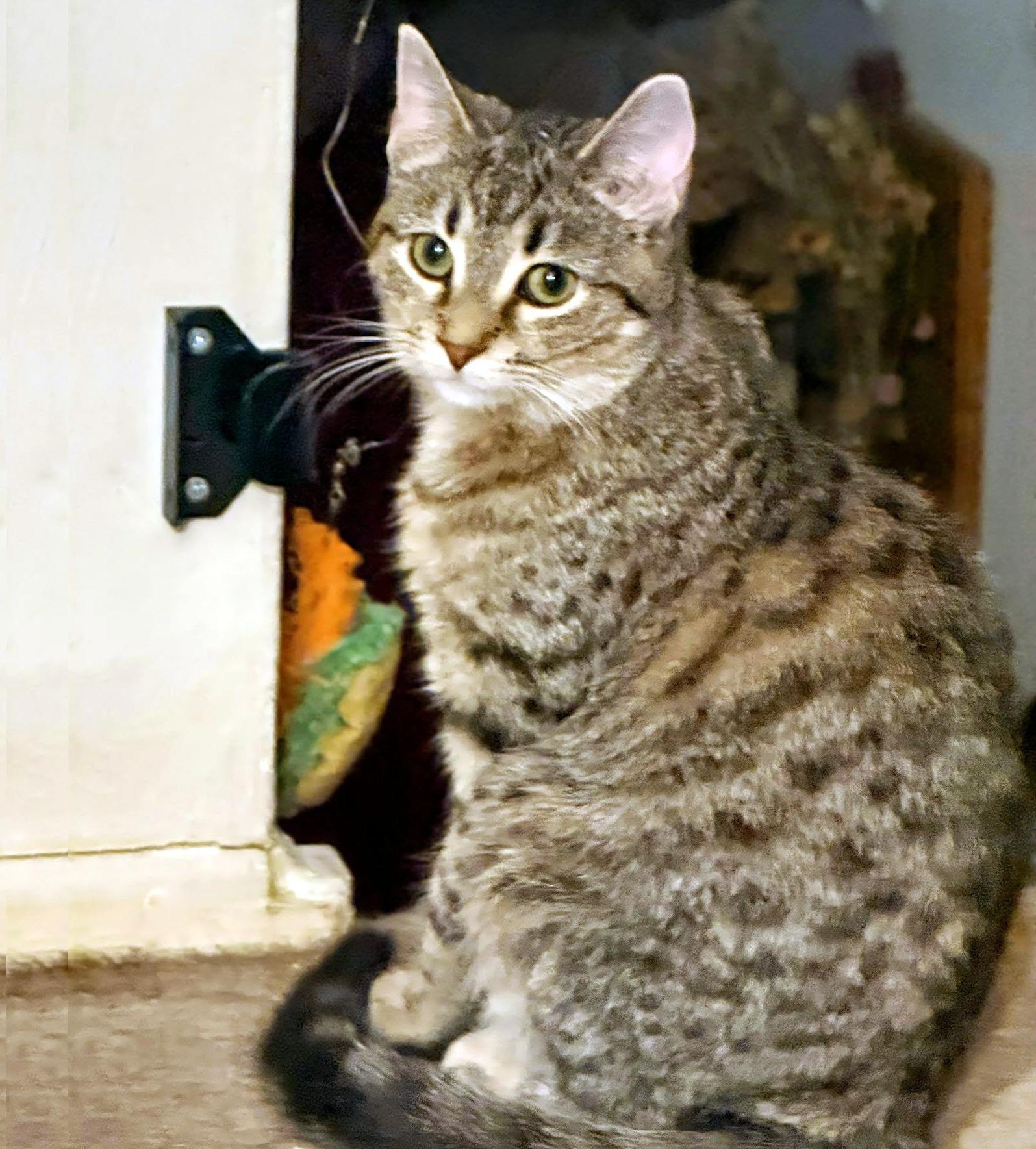 Darcy, Adoptable, Kitten Female Domestic Short Hair.